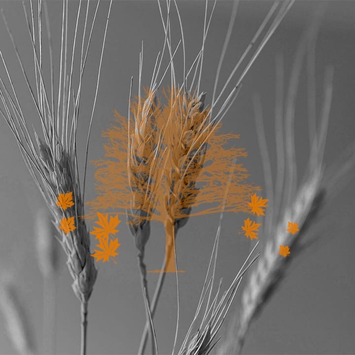 Eftårsblade og ahorntræ - icon - til visuel identitet